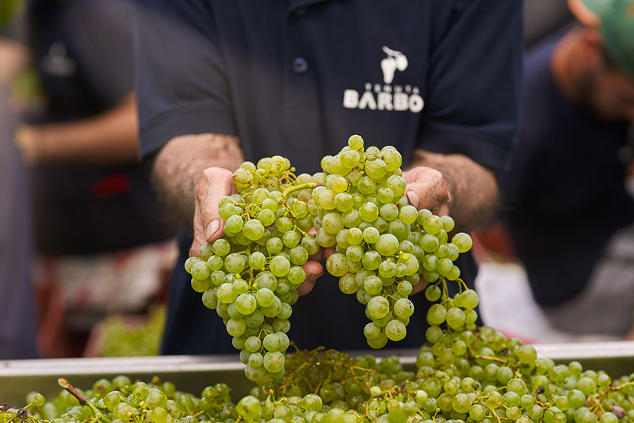 TENUTA BARBON ZERO,O - ITALIAN BUBBLES OF PURE ELEGANCE (0.0%)