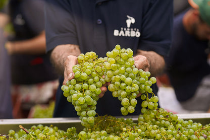 TENUTA BARBON ZERO,O – الفقاعة الإيطالية برقي نقي (0,0٪) 🥂✨